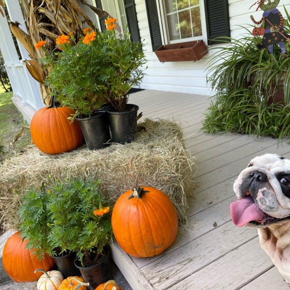 Meet your Posher, Tamara - Picture 3 of 3